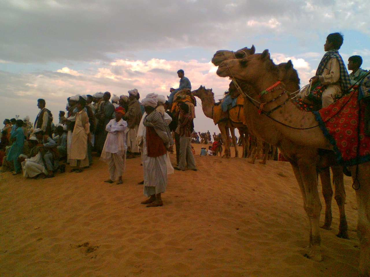 Decorated camels at a Rajasthan desert festival at sunset
